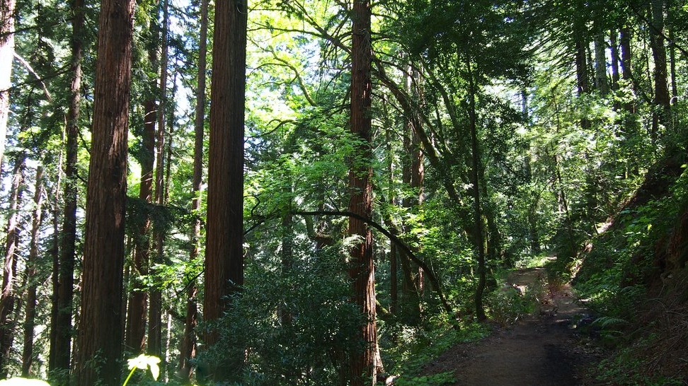 redwoods trail.jpg